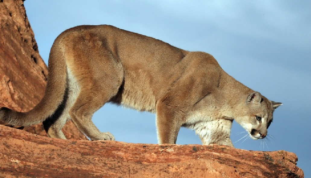 Puma, Panther, Cougar. . . Lion!“Close enough to hear them purr”